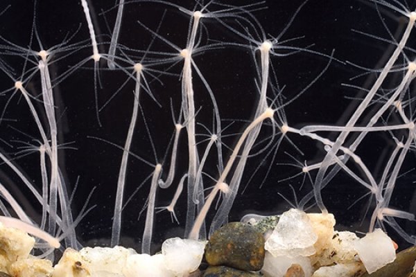 Кракен это наркотики